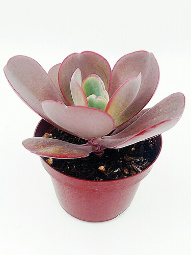 Echeveria Monalisa 