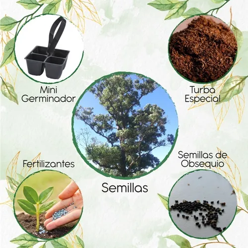125 Semillas De Eucalipto Robusta + Mini Kit De Germinación
