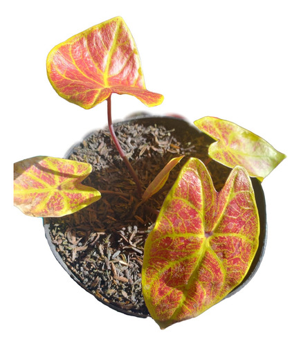 Planta Caladium