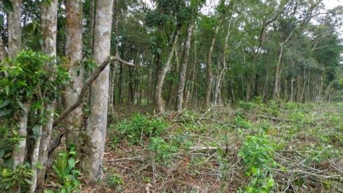 Imagem 1 de 7 de Chácara Litoral Sul Lado Serra 3023m²- Ref. 3968/dz