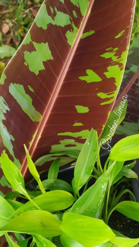Musa Sumatra/bananeira Ornamental/ 1 Muda Bebê