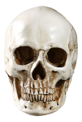 Resina Retro Esqueleto Crânio Humano Modelo Réplica Medica