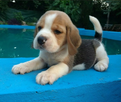 Cachorros Beagle! Tricolor