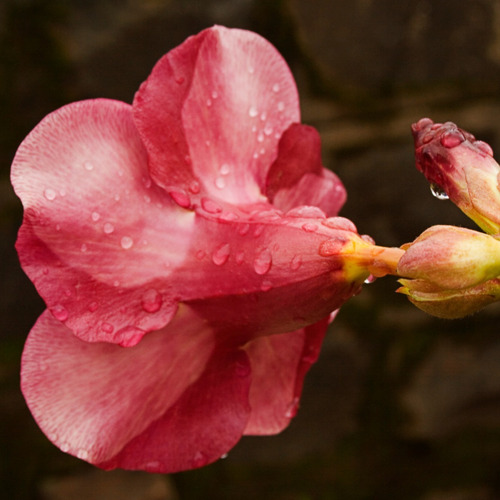 Muda De Alamanda Vinho Para Florir | Parcelamento sem juros