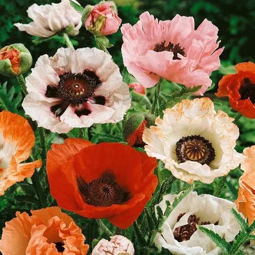 comprar Semillas Flores Oriental Amapola Mix Anual 1000 Semillas