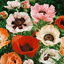 Comprar Semillas Flores Oriental Amapola Mix Anual 1000 Semillas