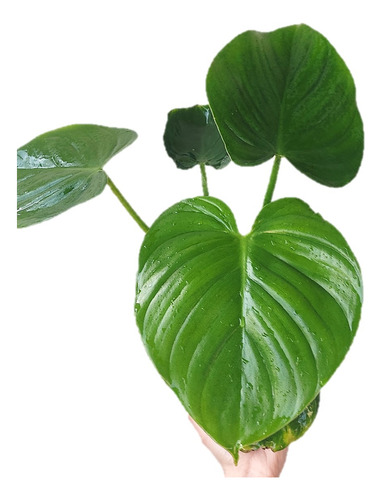 Filodendro Fragans
