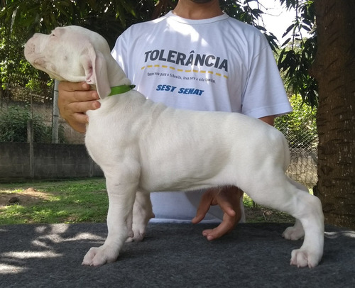 Filhotes De Dogo Argentino Pedigree Cbkc, Excelente Padrao!