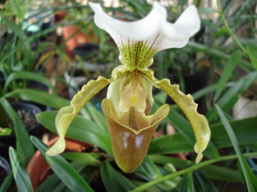 Imagem 3 de 4 de Mudas De Orquídeas Sapatinho (paphiopedilum Leeanum) Adultas