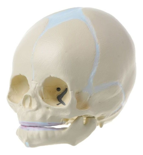 1 1:1 Esqueleto Anatómico Del Cráneo Médico Del Bebé Fetal