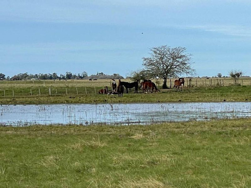 Imagen 4 de 19 de Campo En Venta !!! Gral Lavalle
