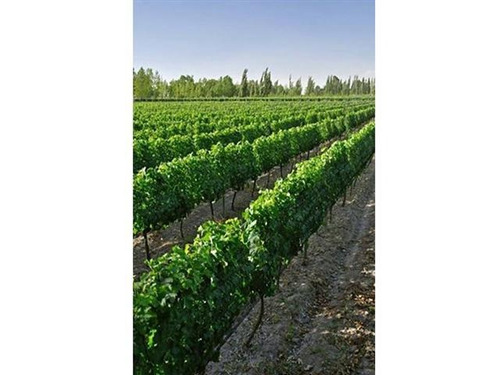 Imagen 3 de 26 de Finca En San Rafael- Mendoza