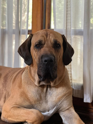 Servicio Para Mi Perro Fila Brasilero