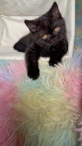 Gatitos Británicos De Pelo Corto British