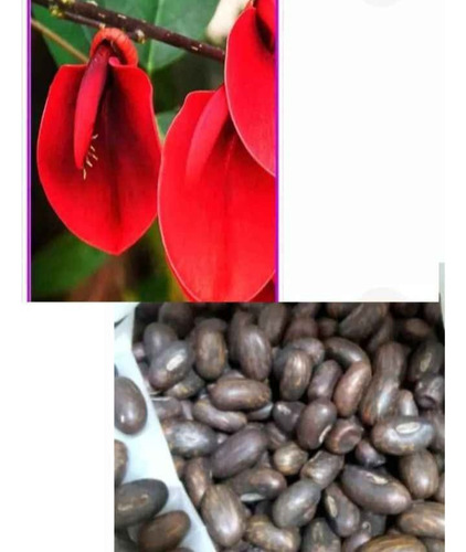 Semillas De Ceibo Rojo