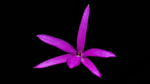 Muda De Mini Orquídea - Cor Violeta Ametista No Vaso Simples