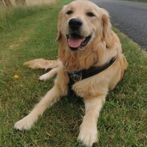 Golden Retriever Cachorros Los Mas Lindos!