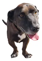 Comprar Lobito, Un Paticorto Muy Paticorto,  Precioso , En Adopción