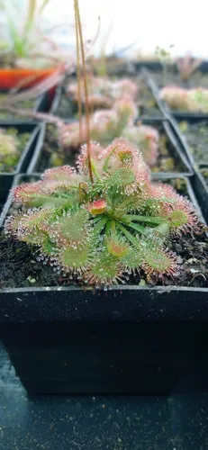 Drosera Spatulata Carnivora Semillas