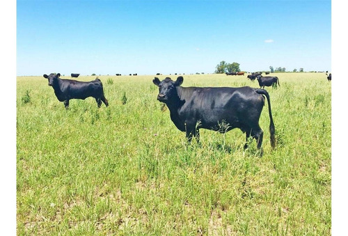 Imagen 12 de 15 de Campo En Quemu Quemu La Pampa