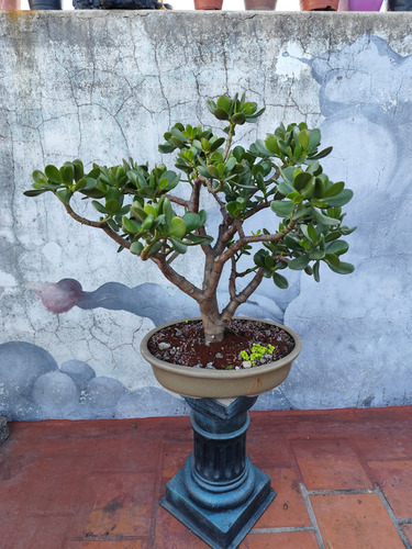 Bonsai Árbol De Jade