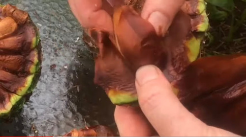 Piñón De Araucaria Australiana Gastronomía O Germinal