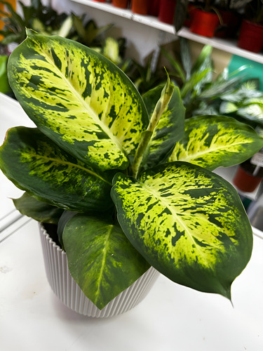 Dieffenbachia Laguna M12 Planta De Interior Laguna