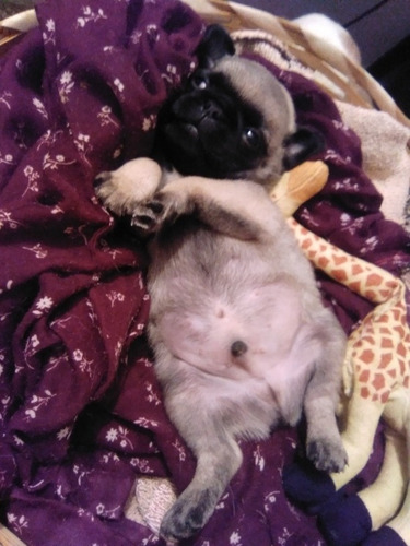 Imagen 1 de 5 de Cachorro Pug Carlino