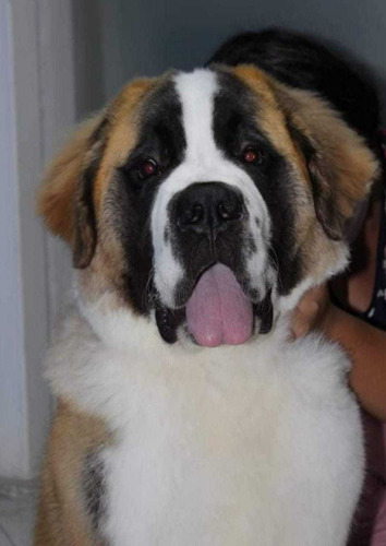 Cachorro San Bernardo Hembra