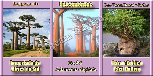 Imagem 2 de 9 de Baoba Adansonia Digitata - Sementes Para Mudas Ou Bonsai