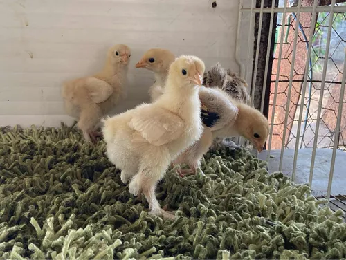 Pollitos Brahma Línea Turka