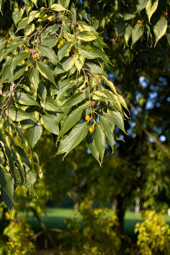 Arbol Celtis Australis Almez 4 Metros Gratis A Rm