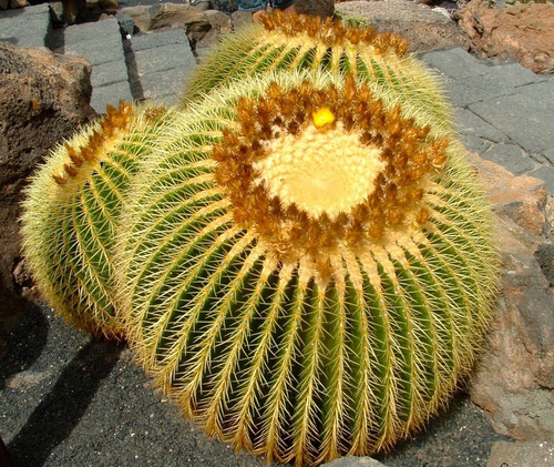 Semillas De Cactus Barril De Oro O Asiento De Suegra