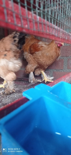Imagen 3 de 6 de Gallina Brahma
