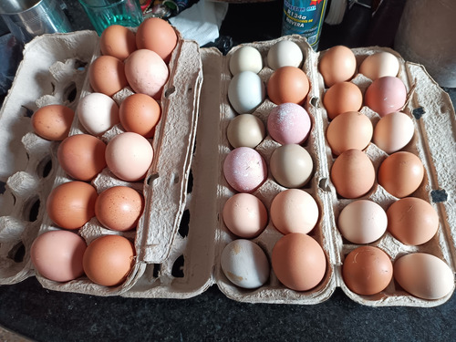 Huevos Organicos Criollos Para Consumo