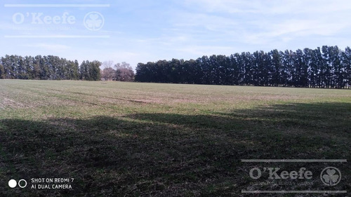 Imagen 11 de 29 de Chacra De 29 Has En Venta En Baradero - Ideal Fin De Semana Y Producción Agrícola