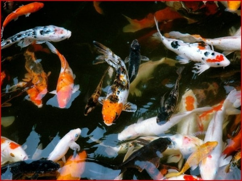 Peces Koi Alevines Y Juveniles 