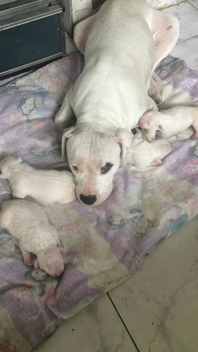 Cachorros Pitbull Terrier