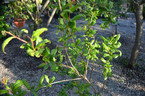 Granado Comestible, Arbol Frutal