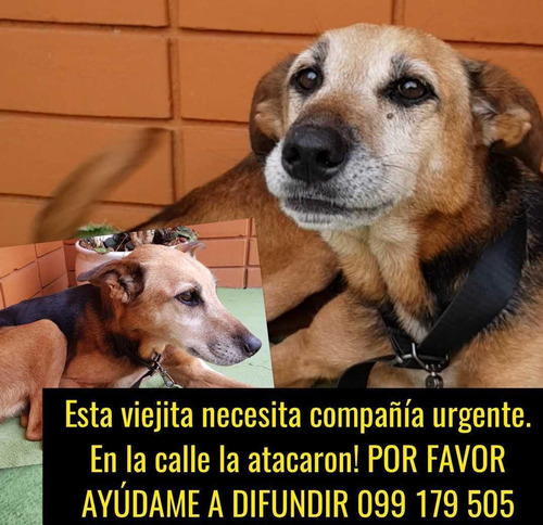 Perrita En Adopcion Responsable