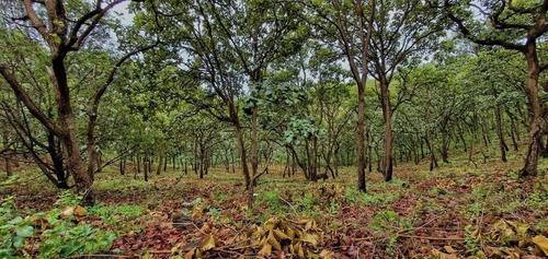Terreno En Desarrollo Natural Madre Tierra - Teuchitlan Jalisco