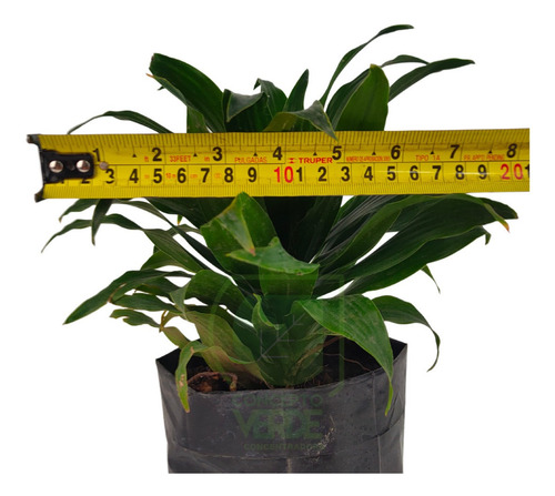 Dracaena Compacta #1