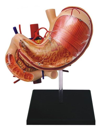 Famemaster Modelo De Anatomía Del Estómago Humano 4d