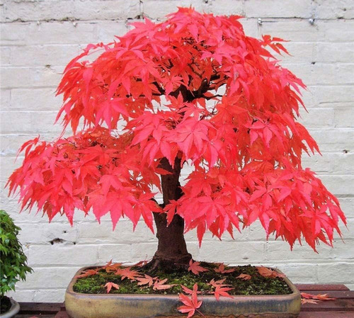 20+ Semillas De Árbol De Arce Japonés Rojo Bonsai Acer Palma