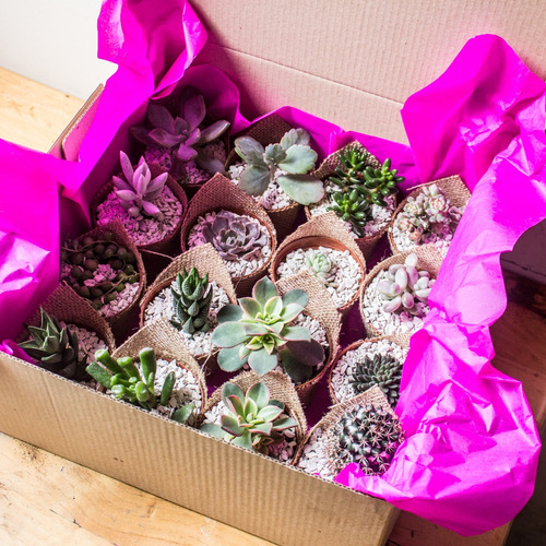 Imagen 3 de 4 de Box Regalos Día De Las Madres, Recuerdos Vivos Cactus Y Sucu