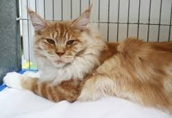 Gato Maine Coon