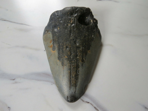 Imagen 3 de 8 de Diente Gigante Tiburón Megalodon Fósi Dinosaurio Monstruo