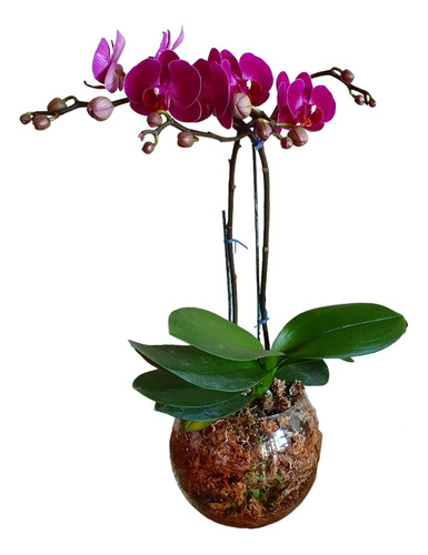 Orquidea Phalaenopsis 2 Varas Mediana Con Maceta De Vidrio 