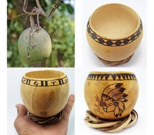 20 Semillas Guaje Bule Calabacilla Mezcalera