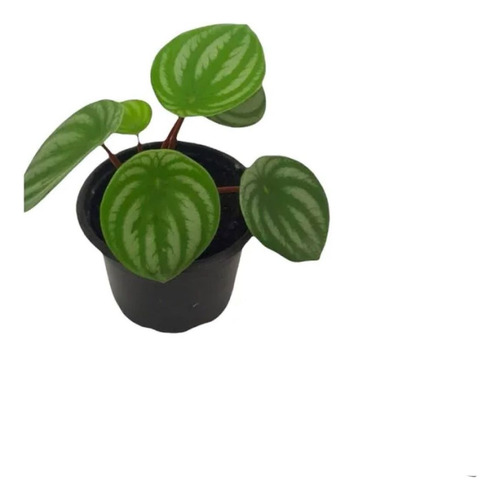 Peperomia Melancia Arbusto 20cm - 1 Unidade